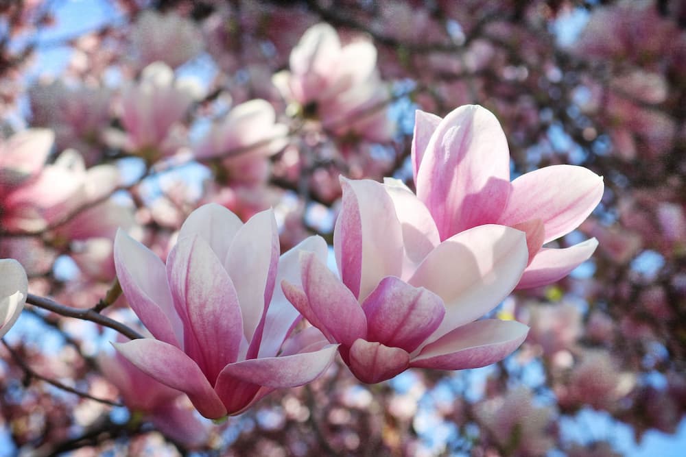 photo of magnolia flower